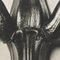 Karl Blossfeldt, Flower, Black & White Photogravure, 1942, Framed, Image 12