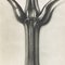 Karl Blossfeldt, Flower, Black & White Photogravure, 1942, Framed, Image 5