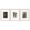 Karl Blossfeldt, Flowers, Black & White Photogravures, 1942, Framed, Set of 3 1