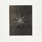 Karl Blossfeldt, Flowers, Black & White Photogravures, 1942, Gerahmt, 3er Set 9