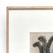 Karl Blossfeldt, Flowers, Black & White Photogravures, 1942, Framed, Set of 3 7