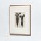 Karl Blossfeldt, Flowers, Black & White Photogravures, 1942, Framed, Set of 3, Image 6