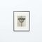 Karl Blossfeldt, Flowers, Black & White Photogravures, 1942, Framed, Set of 4 16