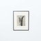 Karl Blossfeldt, Flowers, Black & White Photogravures, 1942, Framed, Set of 4, Image 11