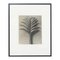 Karl Blossfeldt, Flowers, Black & White Photogravures, 1942, Framed, Set of 4 3