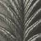 Karl Blossfeldt, Flowers, Black & White Photogravures, 1942, Framed, Set of 4 10