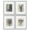 Karl Blossfeldt, Flowers, Black & White Photogravures, 1942, Framed, Set of 4 1