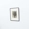 Photogravures Karl Blossfeldt, Fleurs, Noir & Blanc, 1942, Encadrée, Set de 4 6