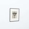 Karl Blossfeldt, Flowers, Black & White Photogravures, 1942, Framed, Set of 4, Image 17