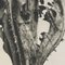 Karl Blossfeldt, Black & White Flower Fotografie, 1942, Heliogravüre 12