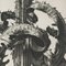 Karl Blossfeldt, Fotografía de flores en blanco y negro, 1942, Fotograbado, Imagen 9