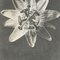 Karl Blossfeldt, Black & White Flower Photograph, 1942, Photogravure, Image 5