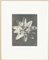 Karl Blossfeldt, Black & White Flower Fotografie, 1942, Heliogravüre 1