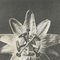 Karl Blossfeldt, Fotografía de flores en blanco y negro, 1942, Fotograbado, Imagen 6