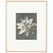 Karl Blossfeldt, Black & White Flower Fotografie, 1942, Heliogravüre 15