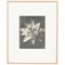 Karl Blossfeldt, Black & White Flower Photograph, 1942, Photogravure, Image 15