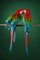 Stampa fotografica Fine Art di Tim Platt, Macaw #2, 2013, Immagine 4