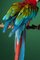 Stampa fotografica Fine Art di Tim Platt, Macaw #2, 2013, Immagine 3