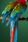 Tim Platt, Macaw #2, Photographic Fine Art Print, 2013, Image 3