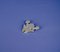 Broche Grenouille en Argent Faite Main 3