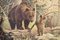 Poster scolastico con orsi e cuccioli, anni '20, Immagine 3