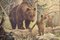 Bear and Cubs School Poster, 1920s 1