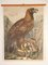 School Poster Depicting Eagle, 1900s 1