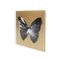 Damien Hirst, Butterfly Spin Painting, 2009, Acrylic, Framed 2