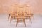 Model Goldsmith 369 Dining Chairs from Ercol, 1950s, Set of 8 1