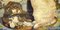 Pantalla de chimenea inglesa victoriana de palisandro, siglo XIX, Imagen 17