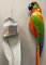 Macaws in Fiberglass & Epoxy, Italy, 1970s, Set of 2 12