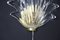 Clear Murano Glass Leaf and Brass Sconces by Barovier, 1980s, Set of 2 5