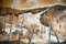 Maurice Mitchell, White Cliff, finales del siglo XX, óleo sobre lienzo, Imagen 3