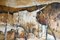 Maurice Mitchell, White Cliff, finales del siglo XX, óleo sobre lienzo, Imagen 7