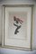 French Artist, Ornithological Drawing, Engraving 3