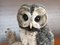 Vintage Barn Owl & Babies Figurine, 1980s 4