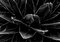 Impresión fotográfica de Ian Sanderson, Cactus, en blanco y negro, 1989, Imagen 2