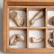 Cabinet of Curiosities Drawer Sculptural Artwork, 1950s, Image 11