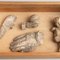 Cabinet of Curiosities Drawer Sculptural Artwork, 1950s, Image 4