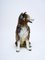 Life Size Collie Dog Sculpture in Ceramic, 1960s 3