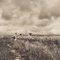 Hanna Seidel, Colombian Rice Harvest, Black and White Photograph, 1960s, Image 1