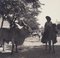 Fotografía en blanco y negro de Hanna Seidel, toro cebú colombiano, años 60, Imagen 1