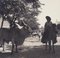 Hanna Seidel, Colombian Zebu Bull, Black and White Photograph, 1960s 1