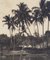 Hanna Seidel, Colombian Palm Trees, Black and White Photograph, 1960s 2