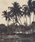 Hanna Seidel, palmeras colombianas, fotografía en blanco y negro, años 60, Imagen 2