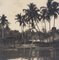 Hanna Seidel, Colombian Palm Trees, Black and White Photograph, 1960s 1