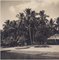 Hanna Seidel, kolumbianische Palmen am Strand, Schwarz-Weiß-Fotografie, 1960er 1