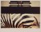 Peter Blake, Zebra, London Zoo, 1980, Chromogenic Photographic Print, Image 1