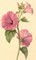 S. Twopenny, Pink Lavatera Mallow Flower, 1839, Watercolour 4