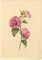 S. Twopenny, Pink Lavatera Mallow Flower, 1839, Watercolour, Image 3